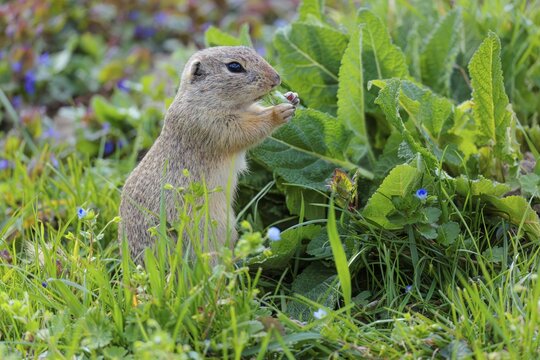 An adult ground squirrel (Spermophilus citellus) eats leaves and flowers on a sunny day in a green meadow with tall vegetation. Austria