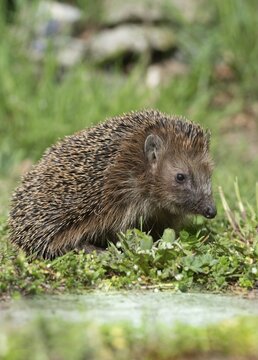 Erinaceus europaeus, hedgehog, insectivora, insectivora, insectivora, high size, portrait, mammals, prickly, mammals