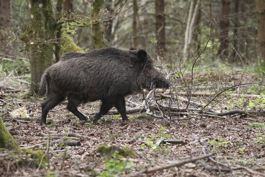 Wild boar (Sus scrofa) Boar running in the forest, Allg&auml;u, Bavaria, Germany