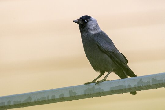 Corvus monedula, jackdaw, birds, corvidae family of birds, passeri, corvids, songbirds, birds