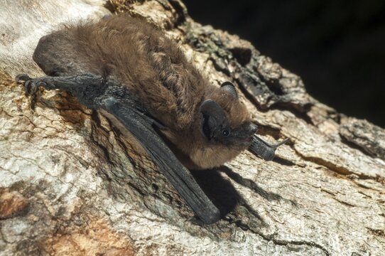 Nathusius pipistrelle, Pipistrellus nathusii, roughskin bat, bats, chiroptera, bats, mammals, mammals