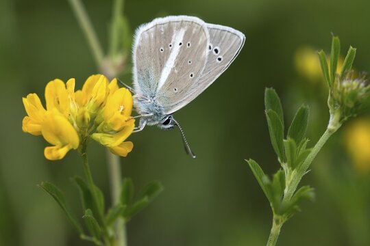 Damon blue, large esparset blue, polyommatus damon, striped blue, white dagger blue, butterfly, insects, butterfly, butterflies, butterflies