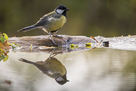 Great tit, great tit, parus major, bath, bird bath, birds, tit, mirror, passeri, songbirds, songbirds, mirror image, tits, watering place, birdbath, birds, watering place