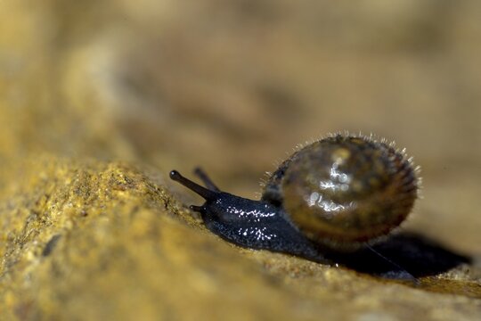 Silky hair snail, trochulus sericeus, gastropoda, mollusca, snails, snails, molluscs