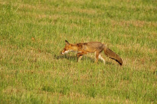 Red fox (Vulpes vulpes), Vulkaneifel, Rhineland-Palatinate, Germany