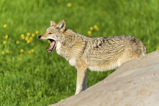 A yawning coyote stands on a rock in the sun, surrounded by green grass, Coyote, coyote (Canis latrans), France
