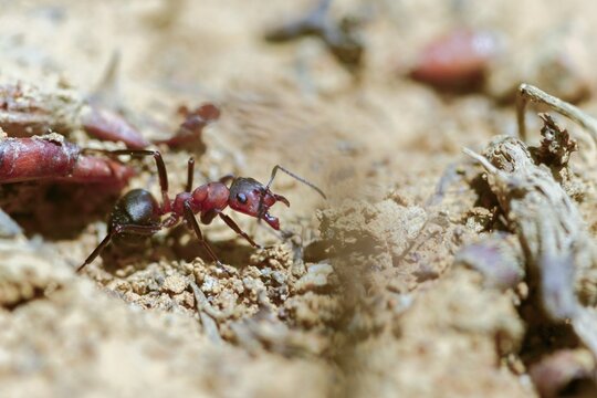 Ants, ant, blood-red ant, blood-red predatory ant, Formica sanguinea, formicidae, hymenoptera, predatory ant, insects, insects