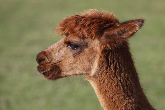 Alpaca (Vicugna pacos), animal portrait, Germany