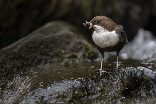 White-throated Dipper with prey at the mountain stream, Bitburg, Rhineland-Palatinate, Germany