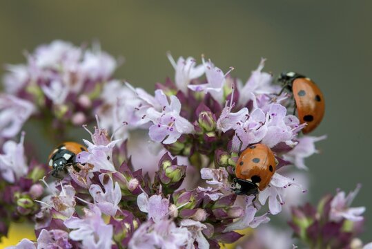 Coccinella septempunctata, seven-spotted ladybird, beetle, coleoptera, insects, beetles, seven-spot ladybird, seven-spotted ladybug