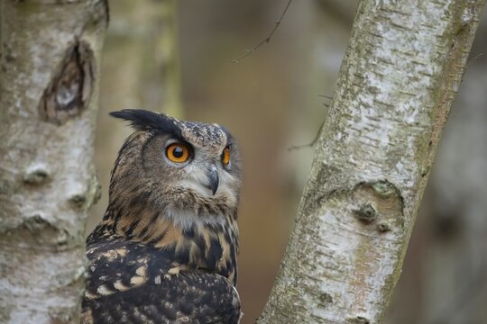 European eagle owl (Bubo bubo) adult bird in a silver birch tree, Norfolk, England, United Kingdom, Captive