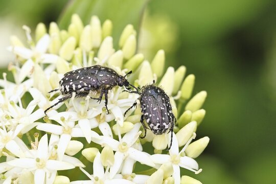 Weeping rose beetle (Oxythyrea funesta), on flowers of Common Dogwood, (Cornus sanguinea), other animals, insects, beetles, animals, wildlife, close-up, Wilnsdorf, North Rhine-Westphalia, Germany