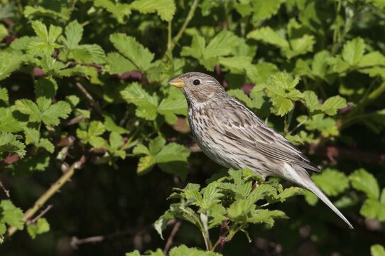 Brandenburg, corn bunting, Emberiza Calandra, Germany, gray bunting, miliaria calandra, Nabu, national natural heritage, natural paradise Gr&uuml;nhaus, post-mining landscape, birds, green house, passeri, songbirds, birds