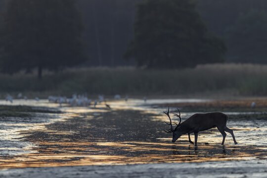 In the rut, red deer (Cervus elaphus) need good access to water, morning light, drinking, thirst, rutting season, deer rut, September, Germany