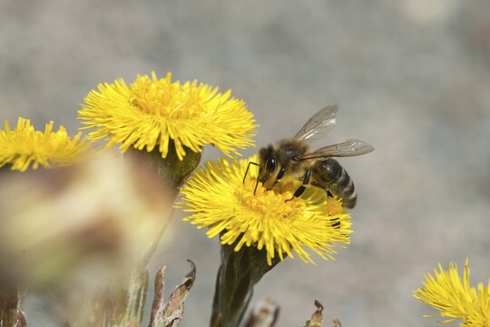 Apidae, apis mellifera, asteraceae, bees, European honey bee, European honeybee, hymenoptera, daisy, tussilago farfara, western honey bee, coltsfoot, flora, honey bee, honey bee, insects, plants, plants, wild bees
