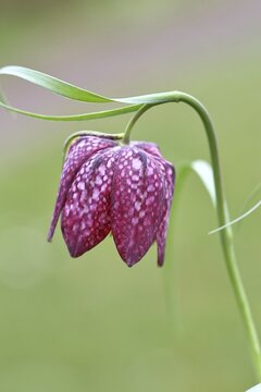 Snake's Head Fritillary (Fritillaria meleagris), single flower in a meadow, close-up, inflorescence, early bloomer, spring, Wilnsdorf, North Rhine-Westphalia, Germany