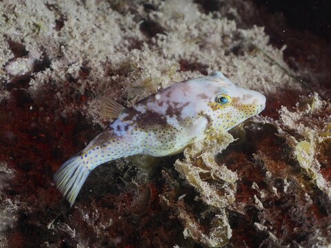 Pufferfish (Canthigaster rostrata) at night. Dive site El Cabron marine reserve, Arinaga, Gran Canaria, Spain, Atlantic Ocean