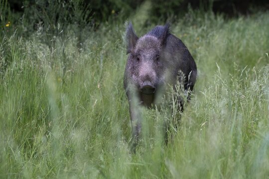 Boar in a clearing in summer, Wittlich, Rhineland-Palatinate, Germany