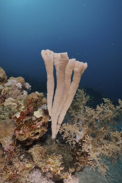 Colony siphon sponge (Siphonochalina siphonella) Tube sponge. Dive site House Reef, Mangrove Bay, El Quesir, Red Sea, Egypt
