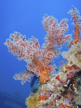 Hemprichs tree coral (Dendronephthya hemprichi) on the wreck of the World War II Thistlegorm. Dive site Thistlegorm wreck, Sinai, Egypt, Red Sea
