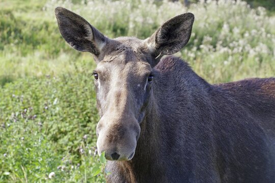 A moose in a green landscape in summer, heraldic animal, J&auml;mtland, Sweden, j&auml;mtland, Sweden