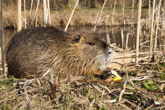 Beaver rat, coypu, myocastor coypus, rodents, nutria, rodentia, swamp beaver, mammals, rodents, mammals