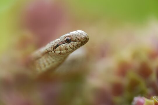 Coronella Austriaca, smooth snake, reptilia, reptilia, reptiles, snakes, snakes