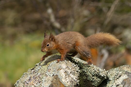 Red squirrel (Sciurus vulgaris) adult animal running on a dry stone wall, Yorkshire, England, United Kingdom