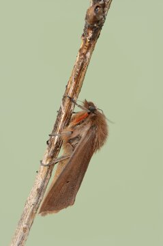 Cinnamon bear or ruby tiger (Phragmatobia fuliginosa), North Rhine-Westphalia, Germany