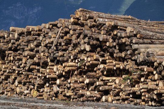 Logs, spruce logs, roundwood, storage, timber industry, Sunndals&oslash;ra, Tingvollfjorden, Sunndal Municipality, M&oslash;re og Romsdal Province, Norway