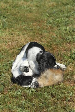Hunting dog, English Springer Spaniel, 7-week-old puppies playing with a tanned hare skin, Allg&auml;u, Bavaria, Germany