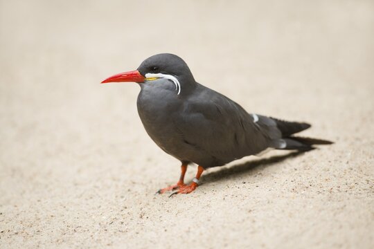 Inca Tern (Larosterna inca), captive, Lower Saxony, Germany