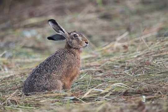 European hare (Lepus europaeus), Easter hare, mammal, Oldenburg M&uuml;nsterland, Germany