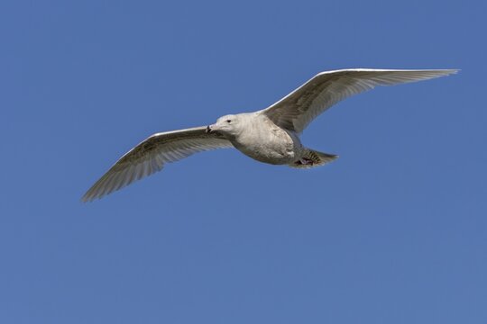 The two-year-old glaucous gull (Larus hyperboreus) is easily recognised by its two-coloured beak, which is an important identifying feature, vagrant, rarity, juvenile plumage, May, Denmark