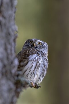 Pygmy Owl (Glaucicium passerinum), sitting on the branch of a tree, Pirchner Ast, Schwaz, Tyrol, Austria