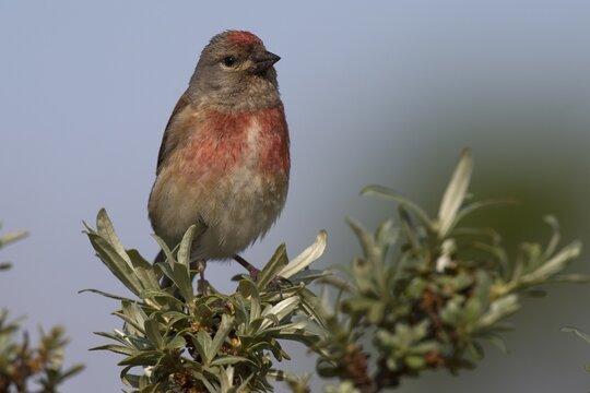 Common linnet (Carduelis cannabina), male, Texel, The Netherlands