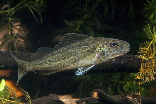 Gymnocephalus cernuus, tadfish, pope, ruff, fish, fishes, pisces