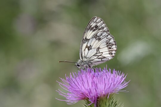 Checkerspot butterfly (Melanargia galathea) on creeping thistle (Cirsium hydrophilum), underside of wing, close-up, Wilnsdorf, North Rhine-Westphalia, Germany