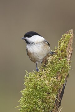 Willow Tit (Parus montanus), Willow Tit (Parus montanus) sitting on a branch overgrown with moss, Wildlife, Animals, Birds, Wilnsdorf, North Rhine-Westphalia, Germany