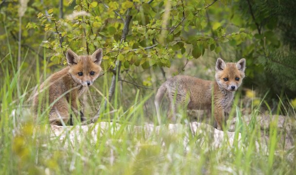 Carnivora, predators, red fox, vulpes vulpes, fox, adolescent, juvenile, mammals, raptors, mammals, puppies