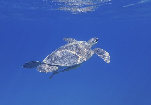Green turtle (Chelonia mydas) with common remora (Remora remora) surfacing. Dive site Marsa Shona Reef, Egypt, Red Sea