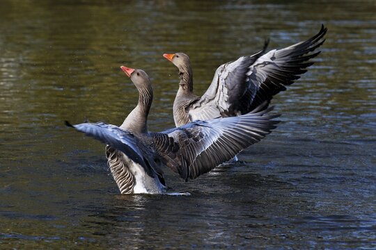 Wing beating Greylag geese (Anser anser), pair, Schleswig-Holstein, Germany