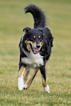 Mixed breed dog between Border Collie and Australian Shepherd jumps across meadow, Switzerland