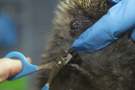European hedgehog (Erinaceus europaeus) adult animal having its nails cut at an animal rescue centre, England, United Kingdom