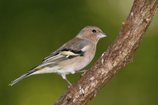 Common chaffinch (Fringilla coelebs) on a branch, wildlife, Germany