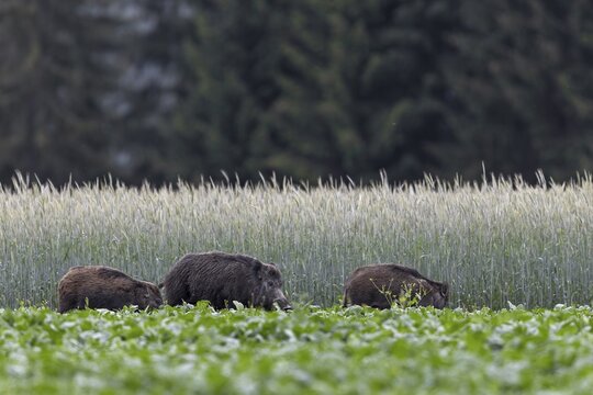 Unfortunately, we were only lucky enough to photograph the wild boar (Sus scrofa) with its young in a beet field once, damage caused by game, agriculture, Slovakia