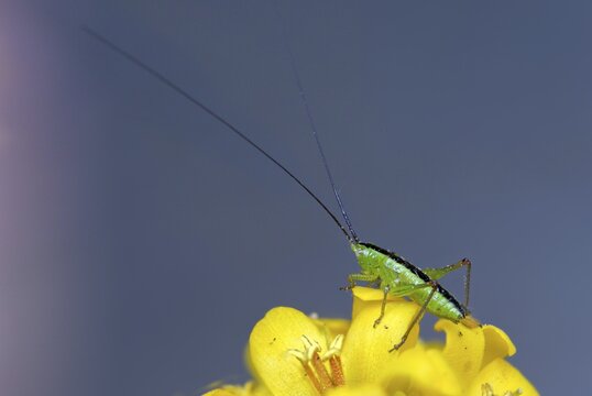 Acrididae, Caelifera, Conocephalus discolor, Conocephalus fuscus, field locusts, gomphocerinae, short-winged swordscare, grasshoppers, grasshoppers, grasshoppers, insects, long-winged conehead, male, male, nymph