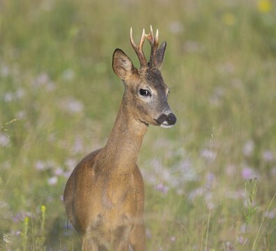 Roe deer (Capreolus capreolus), roebuck standing in a meadow, wildlife, Thuringia, Germany