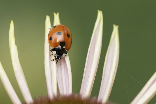 Seven-spot ladybird (Coccinella septempunctata) adult insect on a garden flower in summer, England, United Kingdom