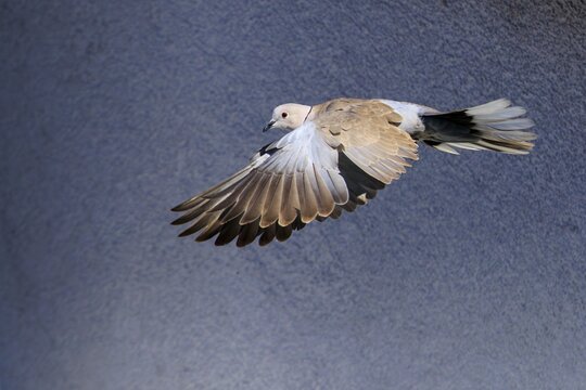 A pigeon is in flight against a grey sky, the wing beat is frozen, Eurasian Collared Dove (Streptopelia decaocto), wildlife, Germany